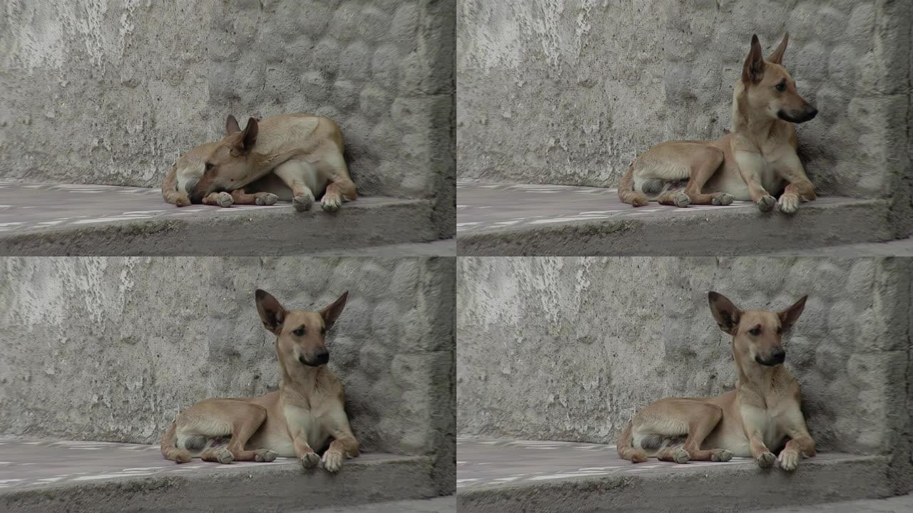 在阿根廷的一个小镇上，一只狗靠在土坯墙上。特写。
