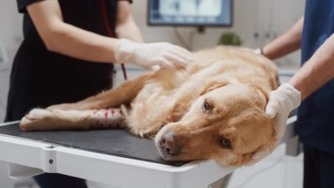 兽医使用听诊器检查躺在检查桌上的宠物金毛犬的呼吸。第二位兽医抱着并抚摸狗以使其平静下来