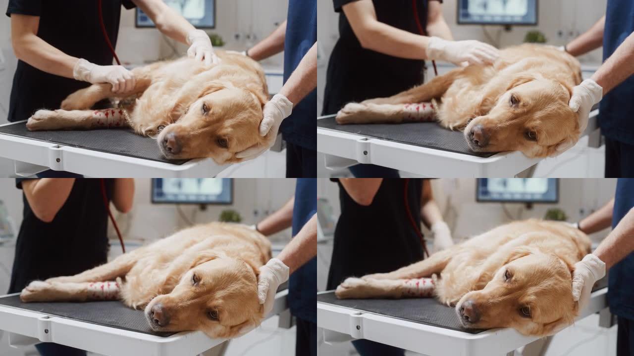 兽医使用听诊器检查躺在检查桌上的宠物金毛犬的呼吸。第二位兽医抱着并抚摸狗以使其平静下来