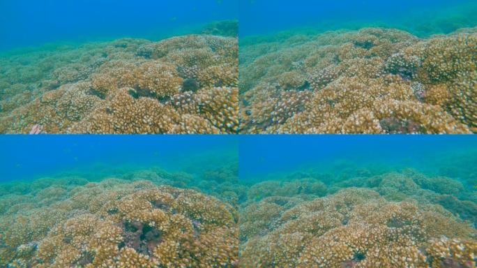 水下: 热带珊瑚礁和珊瑚漂白的纹理概述