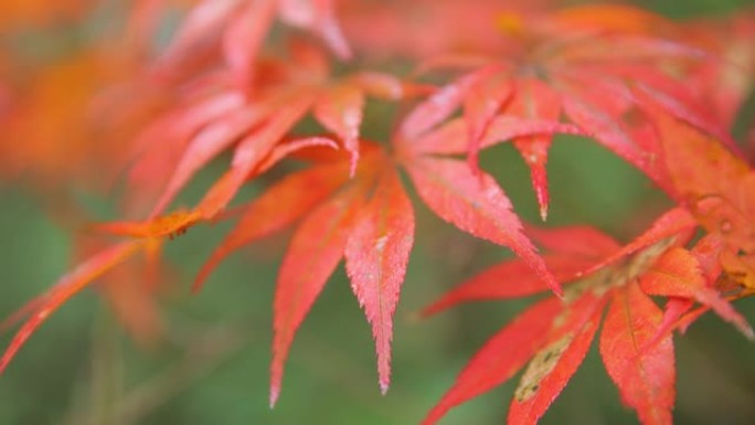 枫叶特写秋天到了枫叶黄叶枯叶叶子黄落叶