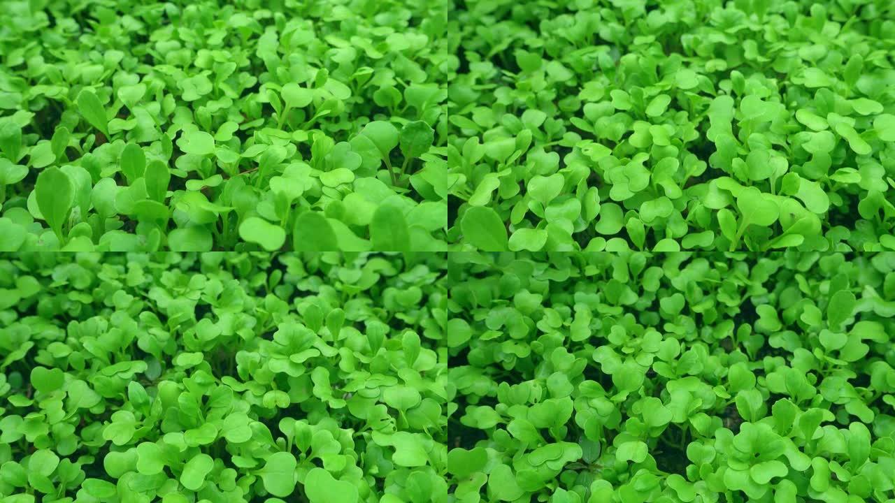 绿色植物生长，幼芽