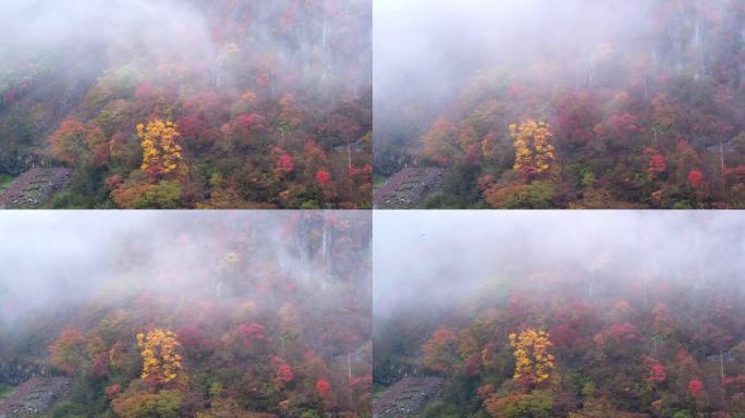 日本秋季森林的时间流逝