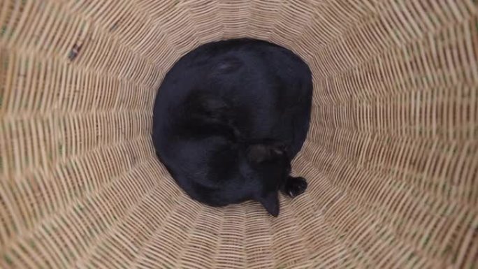 黑猫睡在篮子里黑猫睡在篮子里