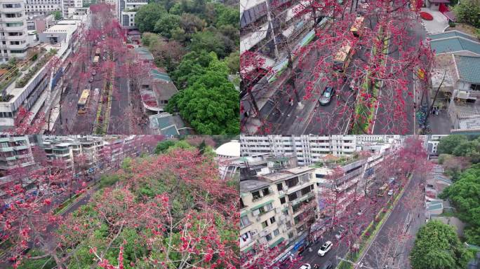 广州烈士陵园春日百年木棉花航拍4K视频