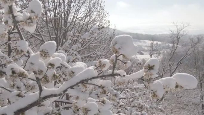 特写，dop: 新鲜的粉末雪覆盖了一个充满白花的脆弱树枝。