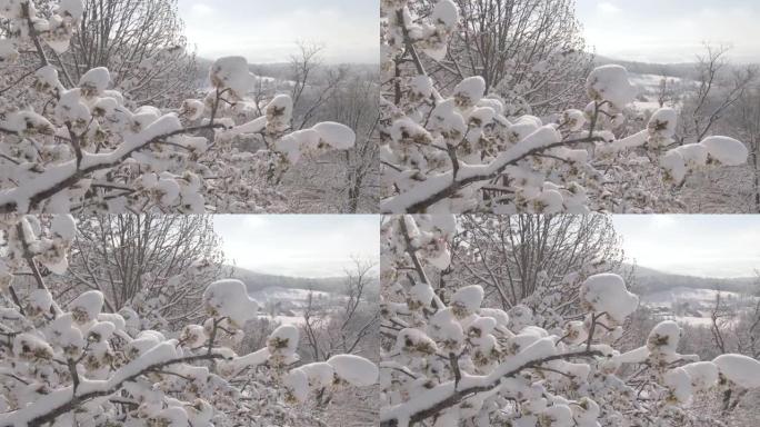 特写，dop: 新鲜的粉末雪覆盖了一个充满白花的脆弱树枝。