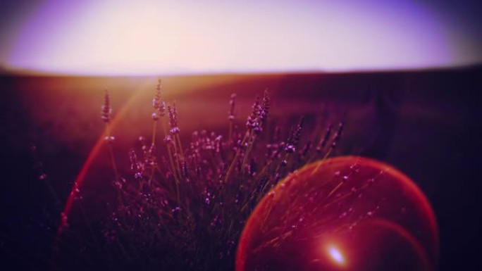 日出时在农村地区美丽的薰衣草植物上近距离镜头耀斑
