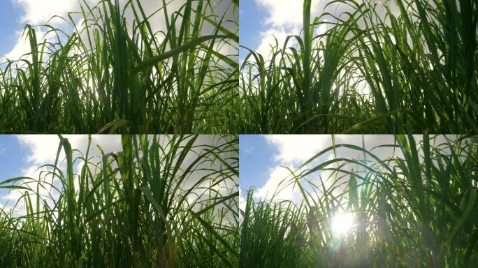 特写: 长草和甘蔗的茎伸向阳光明媚的天空。