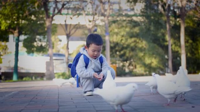 小男孩喂鸽子和平鸽白鸽广场鸽景观饲养保护