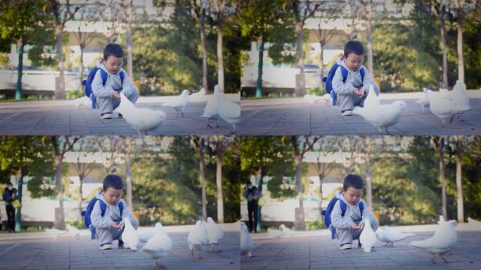 小男孩喂鸽子和平鸽白鸽广场鸽景观饲养保护