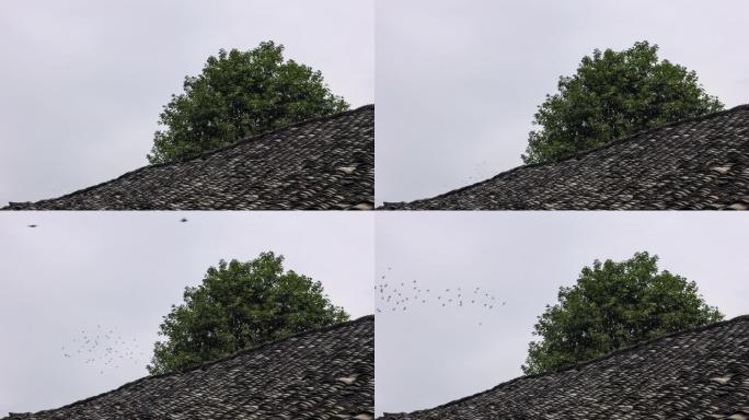 一群鸽子飞过破旧的房子