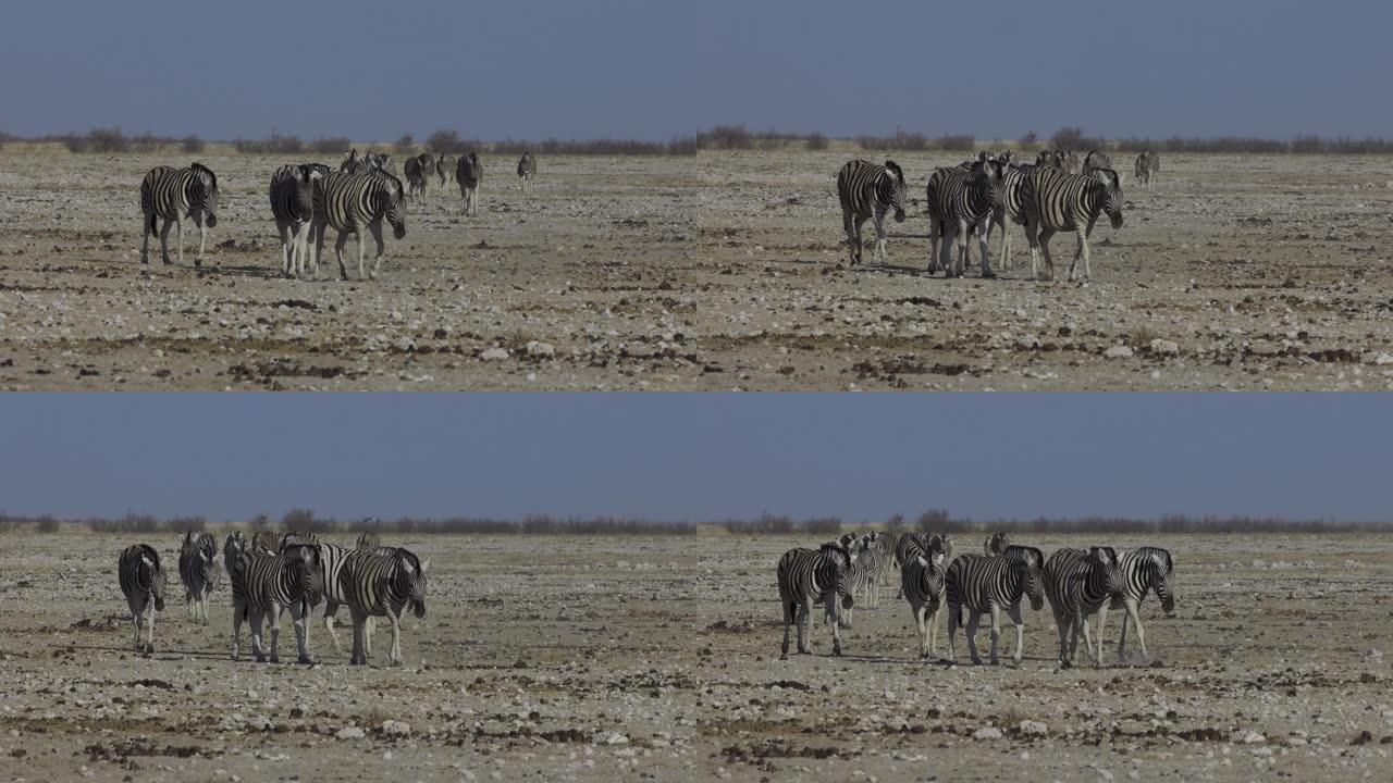 纳米比亚埃托沙国家公园，斑马走到水坑的慢动作前视图