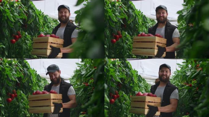 带着一盒西红柿的快乐男农民