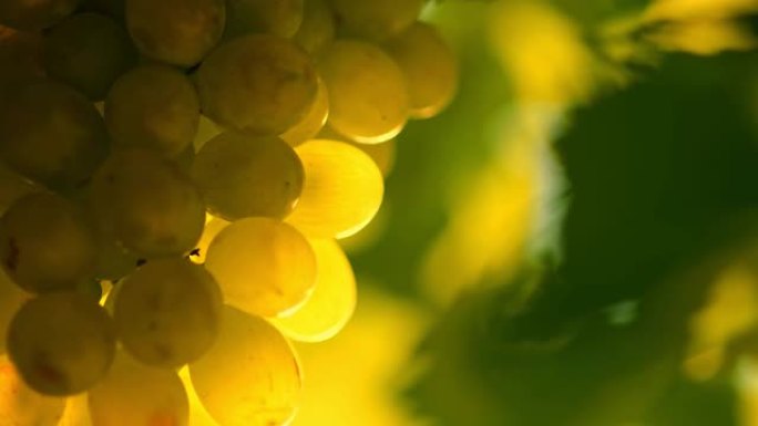 成熟的有机葡萄园葡萄在风中摇曳的特写镜头。酿造白葡萄酒的好葡萄。葡萄酒葡萄收获