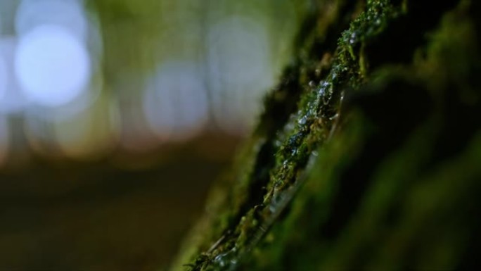 超级SLO MO液滴落在树干上生长的苔藓上