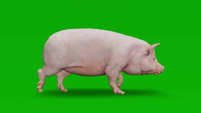 绿屏上的猪行走慢动作动画。动物的概念，野生动物，游戏，返校，3d动画，短视频，电影，卡通，有机，色键