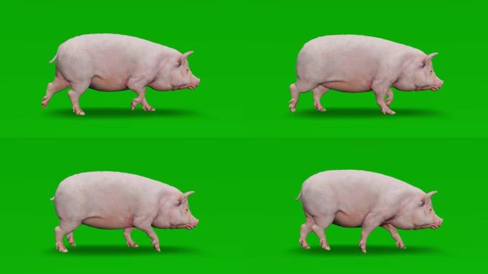 绿屏上的猪行走慢动作动画。动物的概念，野生动物，游戏，返校，3d动画，短视频，电影，卡通，有机，色键