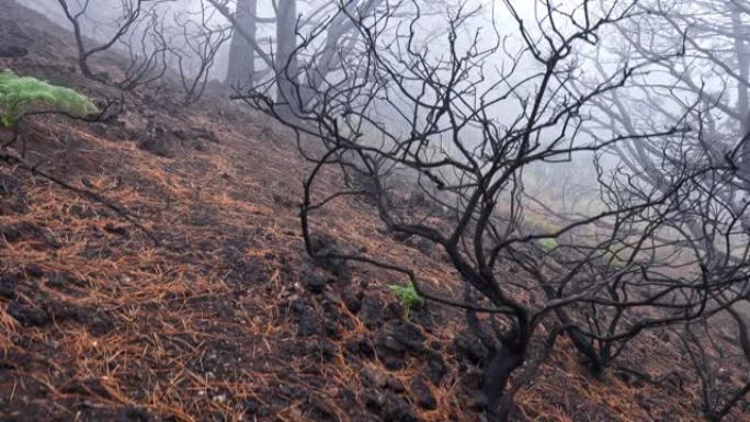 火灾后的森林。严重火灾后枯死烧毁的树木。自然灾害，气候变化的结果。万向节射击
