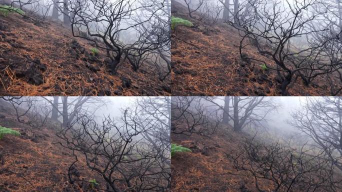 火灾后的森林。严重火灾后枯死烧毁的树木。自然灾害，气候变化的结果。万向节射击