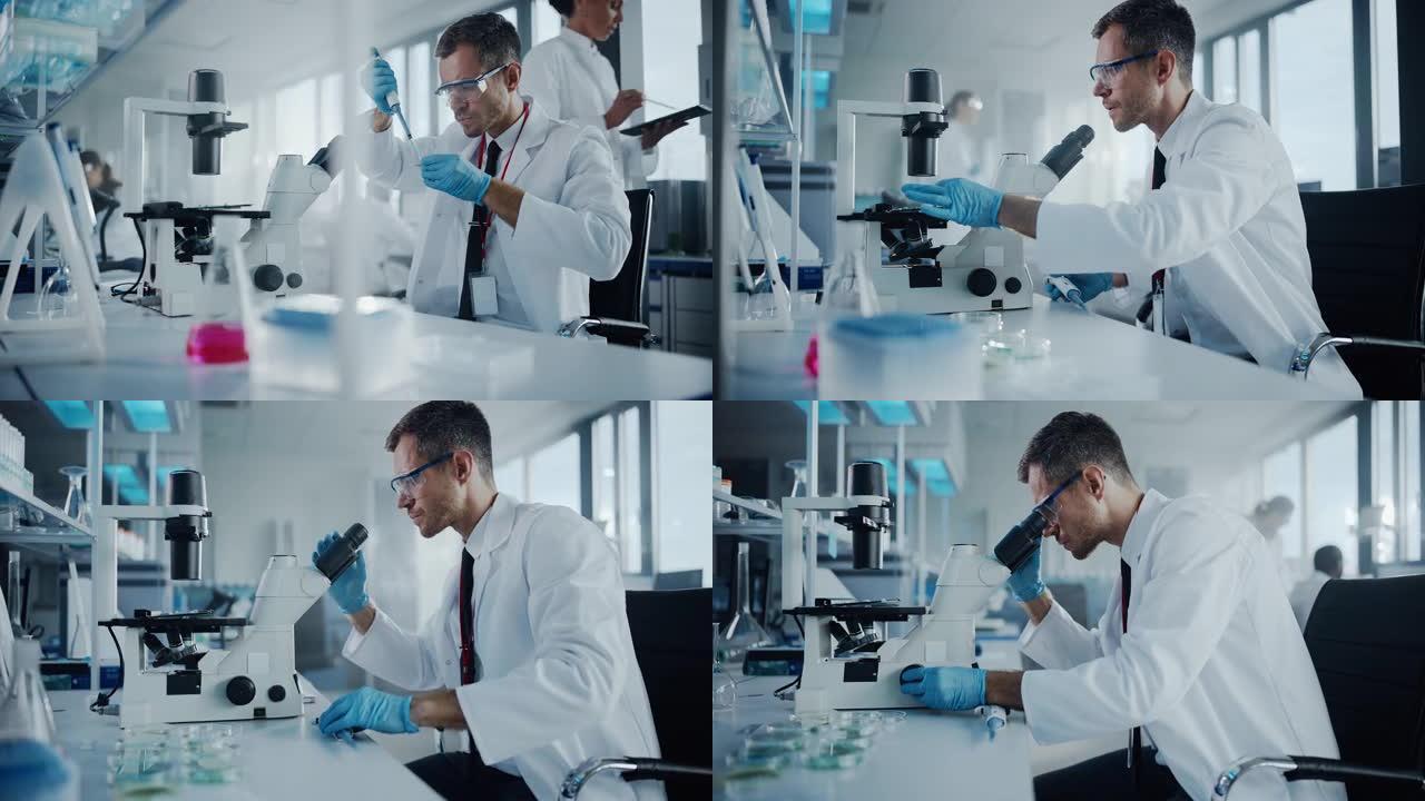 医学发展实验室: 白人男性科学家在显微镜下观察，分析培养皿样本。从事医学，生物技术研究的高级科学实验
