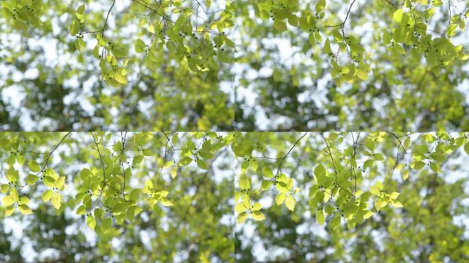 4k阳光穿过嫩绿的树叶逆光唯美