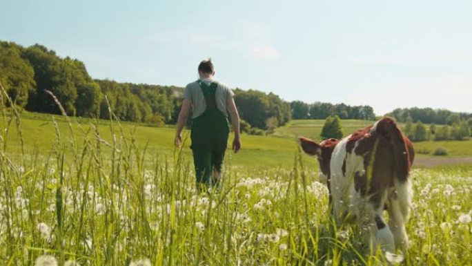 在阳光明媚的日子里，男农民与小小牛一起在田野里散步