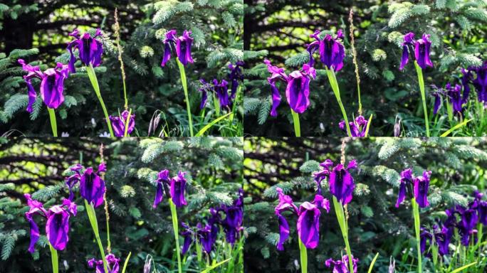 川西高原上的神秘花: 西南鸢尾