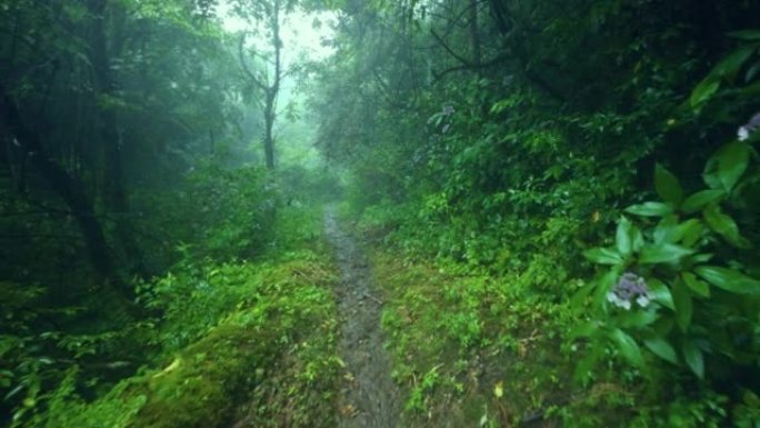 雨天林木区有土路雨中走向森林下雨
