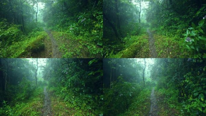 雨天林木区有土路雨中走向森林下雨