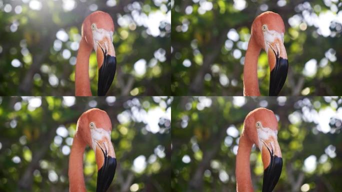 加勒比海的阿鲁巴火烈鸟