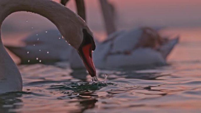水下白天鹅的轮廓野生动物保护生物多样性飞