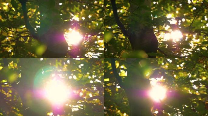 镜头耀斑: 深秋的傍晚阳光透过转叶照耀。