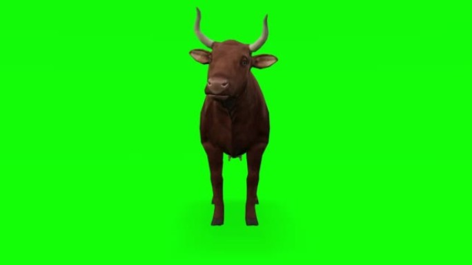 绿色屏幕上的等待牛。动物的概念，野生动物，游戏，返校，3d动画，短视频，电影，卡通，有机，色键，人物