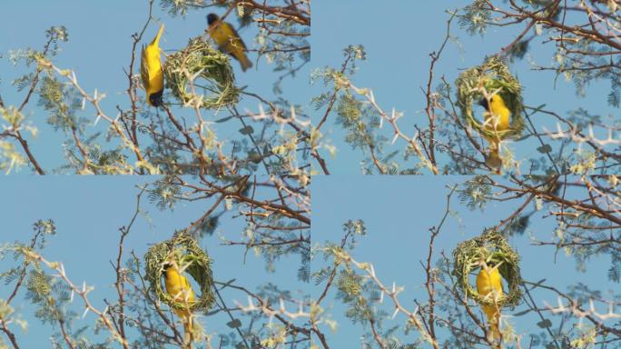 黄色蒙面织布鸟在非洲纳米比亚的阳光树上筑巢