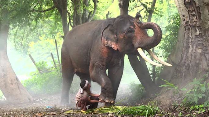 大象骑行，人的腿在野外丛林中的大象头上。从mahot的角度拍摄。旅行概念。