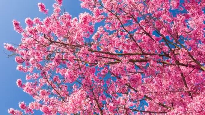 春天看起来惊人的粉红色樱花