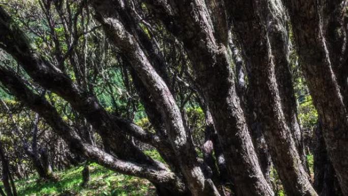 川西的森林很漂亮古树古老树枝枯树枝
