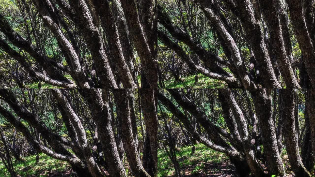 川西的森林很漂亮古树古老树枝枯树枝