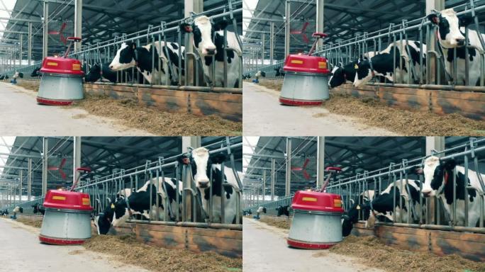机器人在农场中移动时，牛在吃东西