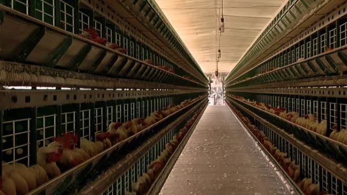 阿根廷用于饲养白鸡和鸡蛋的现代养鸡场。