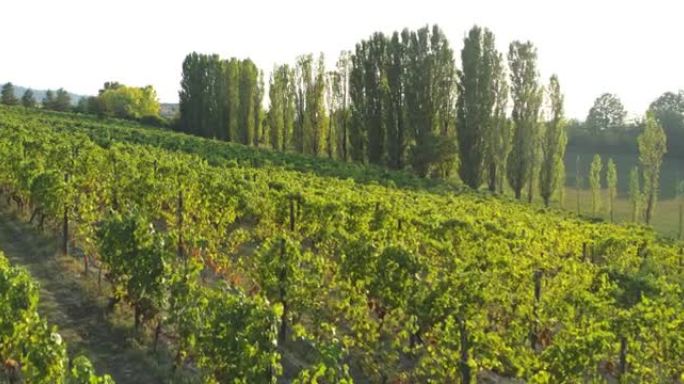 在采摘收获季节之前，用成熟的葡萄串对生态和生物葡萄园进行空中拍摄，用于生产高品质的葡萄酒。