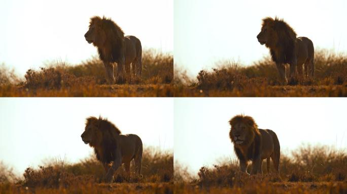 狮子带着鬃毛走在阳光明媚的野生动物保护区