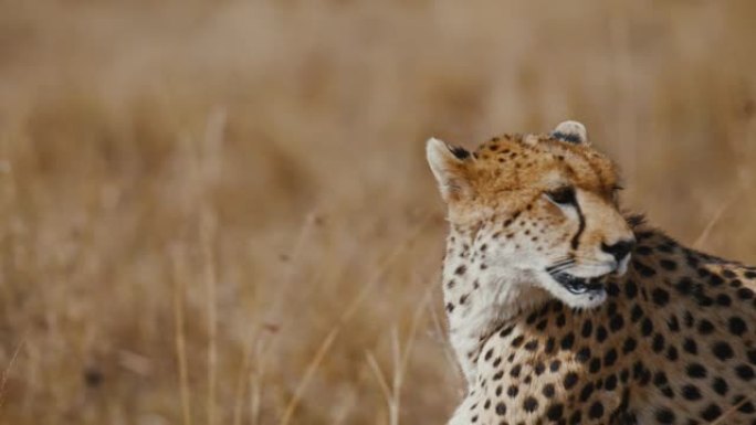 慢动作关闭猎豹在野生动物保护区阳光明媚的草地上行走