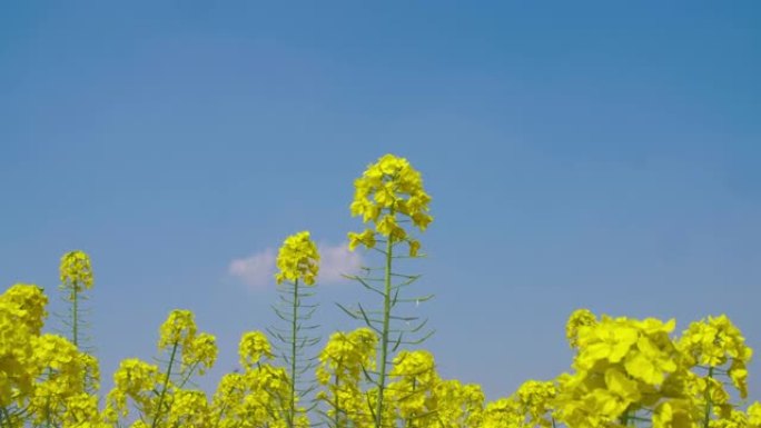 蓝天下的春天油菜籽花