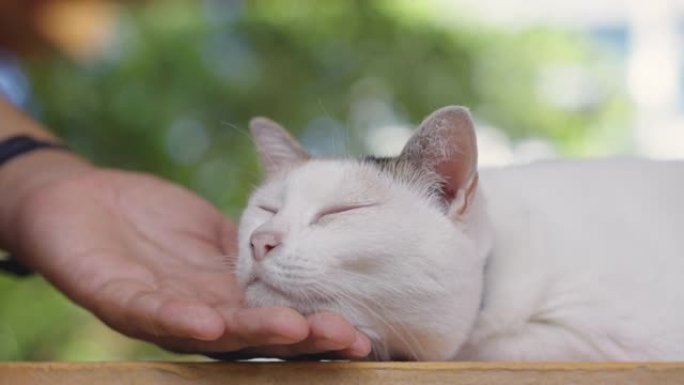 人类的手摩擦快乐印花布猫的下巴