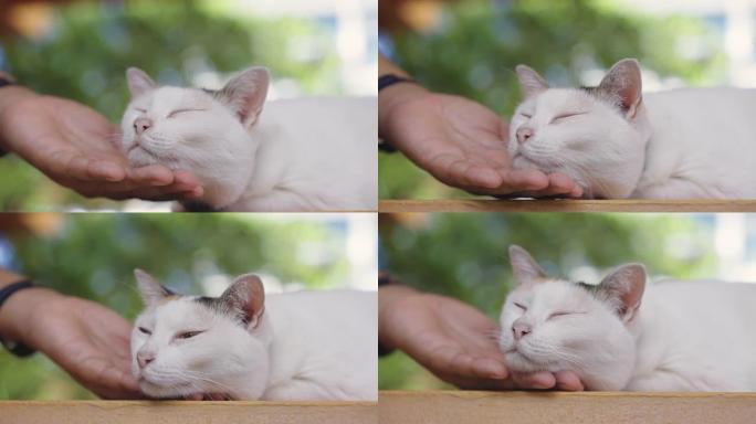 人类的手摩擦快乐印花布猫的下巴