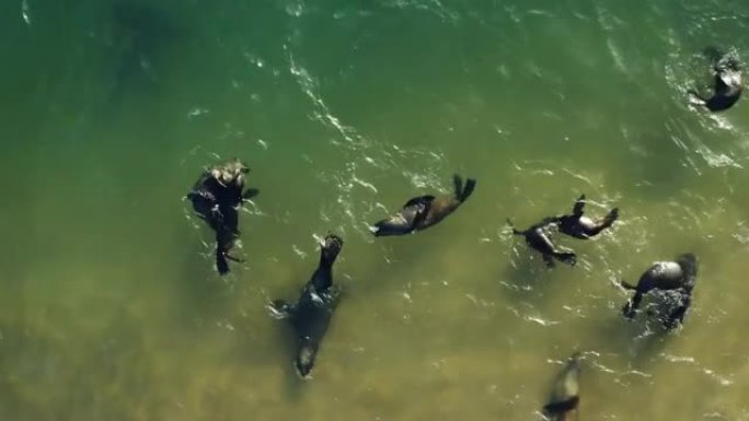 海角海狗在浅水中嬉戏嬉戏的壮观空中特写