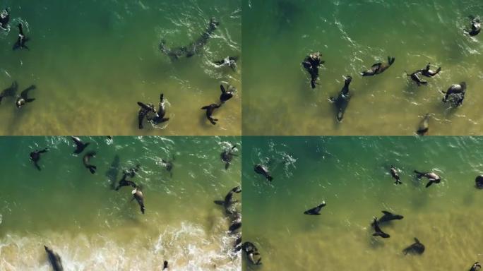 海角海狗在浅水中嬉戏嬉戏的壮观空中特写