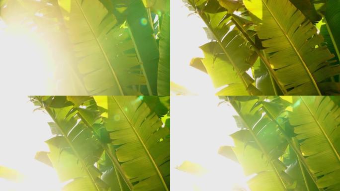 农场里有阳光的绿色香蕉叶